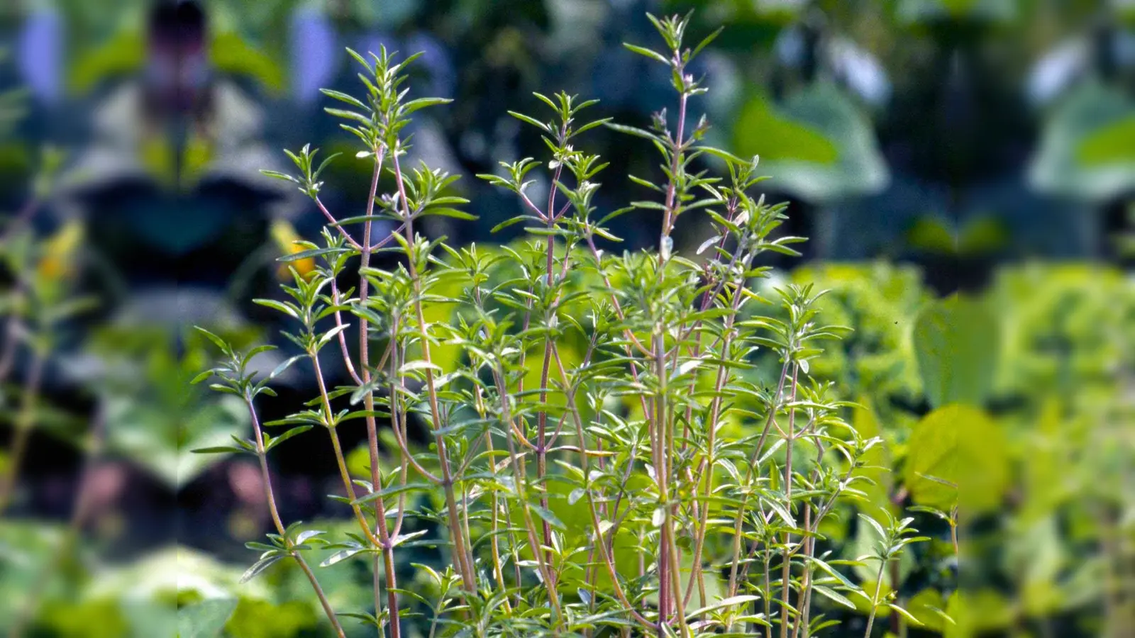 Bohnenkraut zählt zu den beliebtesten Kräutern und passt in jedes Beet oder auch auf den Balkon. (Foto: Peter Busch)