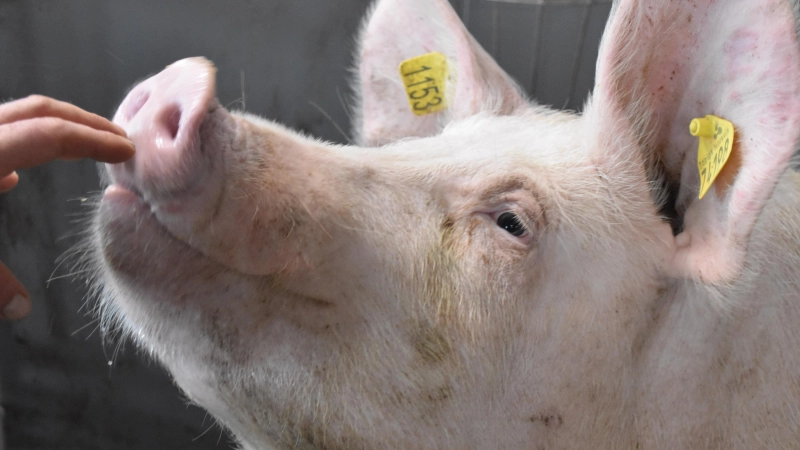 Schweine sind nach wie vor der Hauptlieferant von Fleisch. (Foto: Fritz Arnold)