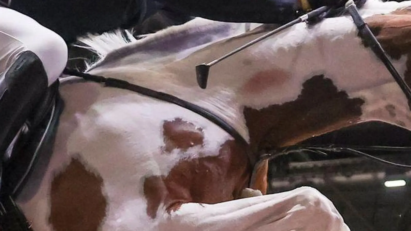 Gerrit Nieberg auf Ping Pong van de Lentamel springt im Ersten Umlauf beim Longines Fei Jumping World Cup in Leipzig. (Foto: Jan Woitas/dpa)