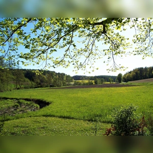 Es grünt so grün - gesehen bei Tragelhöchstädt (Foto: Cornelia Voigt)