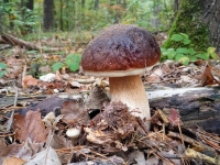 Herbstliche Waldfrüchte - gesehen im Wald bei Diespeck (Foto: Barbara Vogel)
