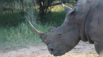  Ein Nashorn im Hlane Royal National Park in Eswatini. (Symbolbild) (Foto: Christian Selz/dpa-tmn)