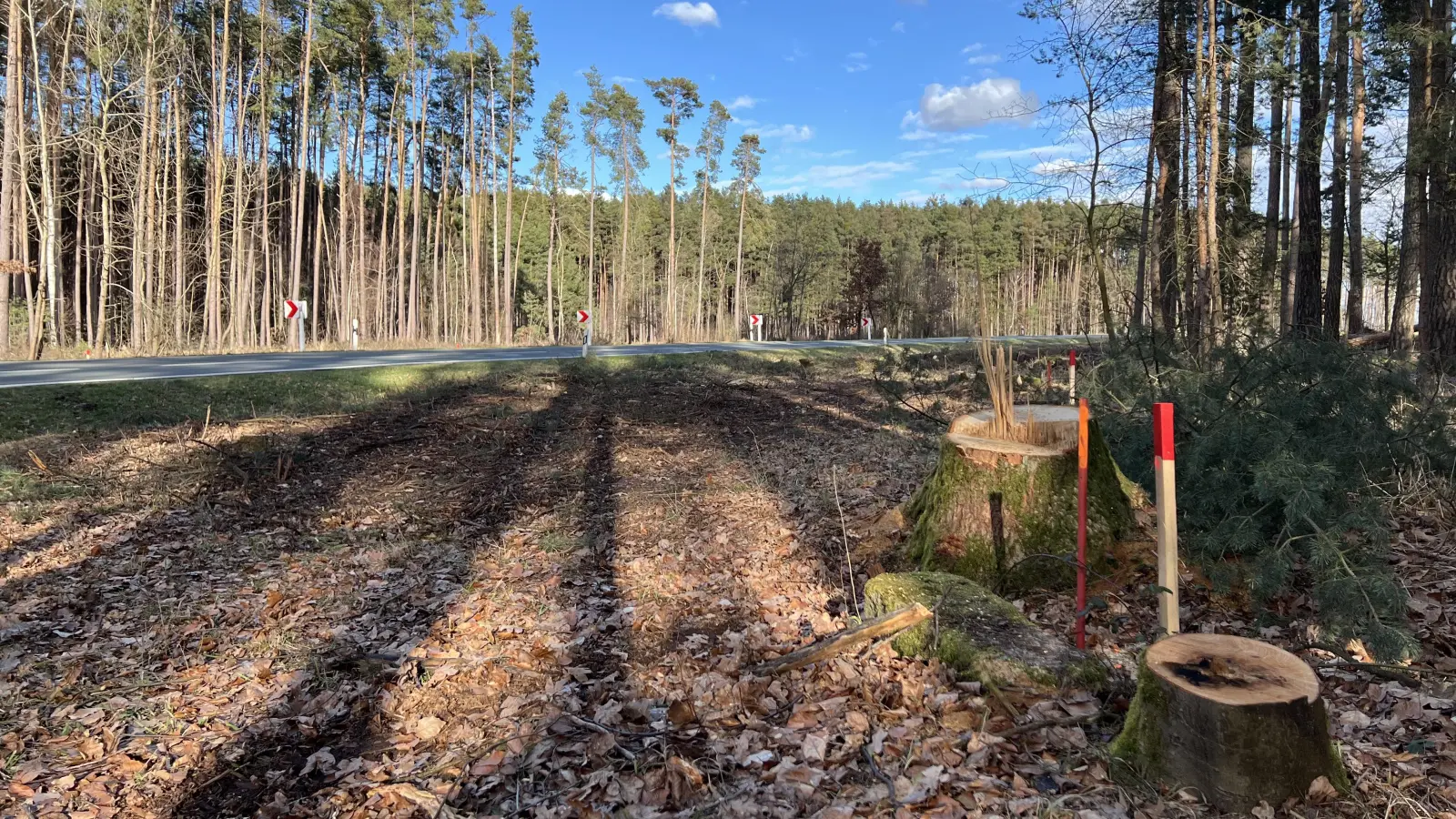 An der Hochstraße im Wäldchen zwischen den Abzweigungen nach Walburgswinden und Oberschlauersbach wurden Bäume gefällt, damit im Frühjahr die Entschärfung von zwei gefährlichen Kurven beginnen kann. (Foto: Yvonne Neckermann)