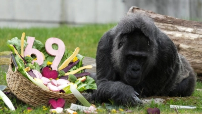 Zu ihrem Ehrentag gibt es einen Korb voller Gemüse für die Gorilla-Dame.  (Foto: Sven Kaeuler/dpa)