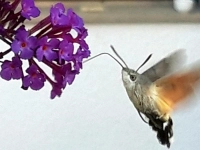 Taubenschwänzchen am Sommerflieder - gesehen in der Tiergartenstraße in Ansbach (Foto: Thomas Remlein)