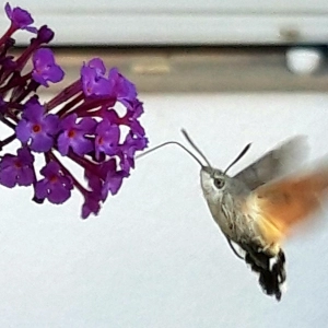 Taubenschwänzchen am Sommerflieder - gesehen in der Tiergartenstraße in Ansbach (Foto: Thomas Remlein)
