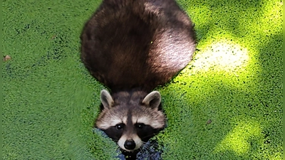 Waschbären, hier ein Exemplar aufgenommen im Tiergarten in Bad Mergentheim, sind im Landkreis Ansbach stark auf dem Vormarsch. (Symbolbild: Birgit Kellermann)