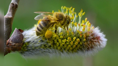 Vollgepackt mit Pollen und Blütenstaub: Weidenkätzchen sind nach dem langen Winter eine der ersten und oft wenigen Nahrungsquellen für viele Insekten.  (Foto: Patrick Pleul/dpa)