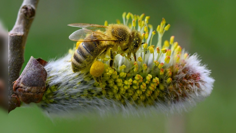 Vollgepackt mit Pollen und Blütenstaub: Weidenkätzchen sind nach dem langen Winter eine der ersten und oft wenigen Nahrungsquellen für viele Insekten.  (Foto: Patrick Pleul/dpa)