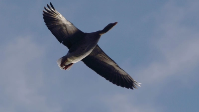 Gänse sind besonders von der Vogelgrippe betroffen. (Archivbild) (Foto: Robert Michael/dpa-Zentralbild/dpa)
