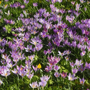 Krokusse im Großeinsatz - gesehen in Feuchtwangen (Foto: Erich Herrmann)