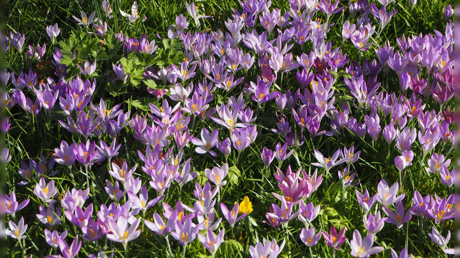 Krokusse im Großeinsatz - gesehen in Feuchtwangen (Foto: Erich Herrmann)