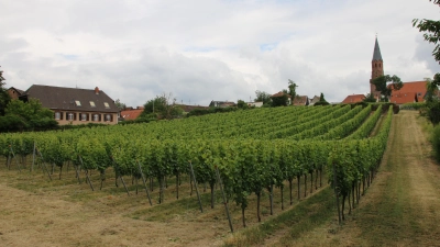 Weinberg in Stadtnähe: Wein hat in der Partnerschaft zwischen Dinkelsbühl und Edenkoben von Anfang an eine Rolle gespielt. Am Samstag wird das 70-jährige Bestehen dieser Freundschaft gefeiert. (Archivbild: Martina Haas)