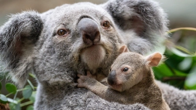 Die kleinen Baby-Koalas haben ihre Beutel verlassen. (Foto: Birgger Meierjohann/Wilhelma Stuttgart/dpa)