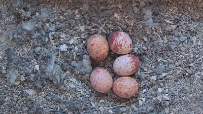 Fünf Eier des Turmfalken-Pärchens liegen mittlerweile im Nistkasten im großen Turm der Luitpoldschule Ansbach. Anfang Mai sollen die Jungtiere schlüpfen. (Screenshot: Florian Schwab)