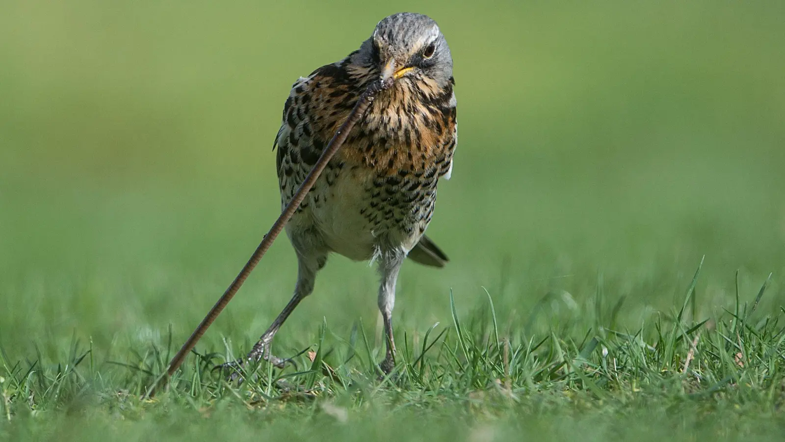 Die Würmer sind ein beliebtes Futter bei vielen Arten. Sie sind allerdings selbst von Vögeln nicht leicht zu picken, weil sie sich mit starken Borsten in ihrem Gang festhalten können.  (Foto: Silas Stein/dpa/dpa-tmn)