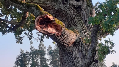 Ein dicker Ast an der Kreuzeiche, die bei Hürbel Am Rangen (Gemeinde Lehrberg) steht, ist im September abgebrochen. (Foto: Kerstin Bogenreuther)