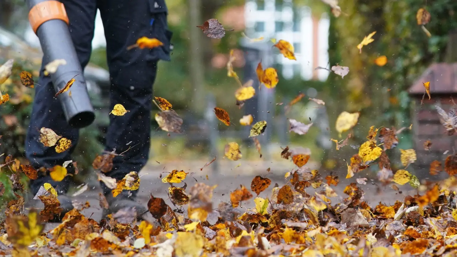 Mit dem Laubbläser geht es herabgefallenen Blättern an den Kragen: Besonders tierfreundlich ist das nicht. (Foto: Marcus Brandt/dpa)
