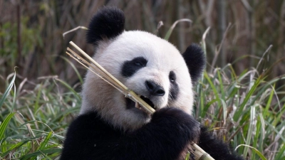 Pandaweibchen Meng Meng lässt es sich im Zoo Berlin schmecken. (Foto: Paul Zinken/dpa)