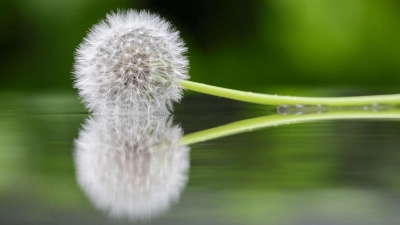 Eine Pusteblume liegt in einer Pfütze. (Foto: Thomas Warnack/dpa)
