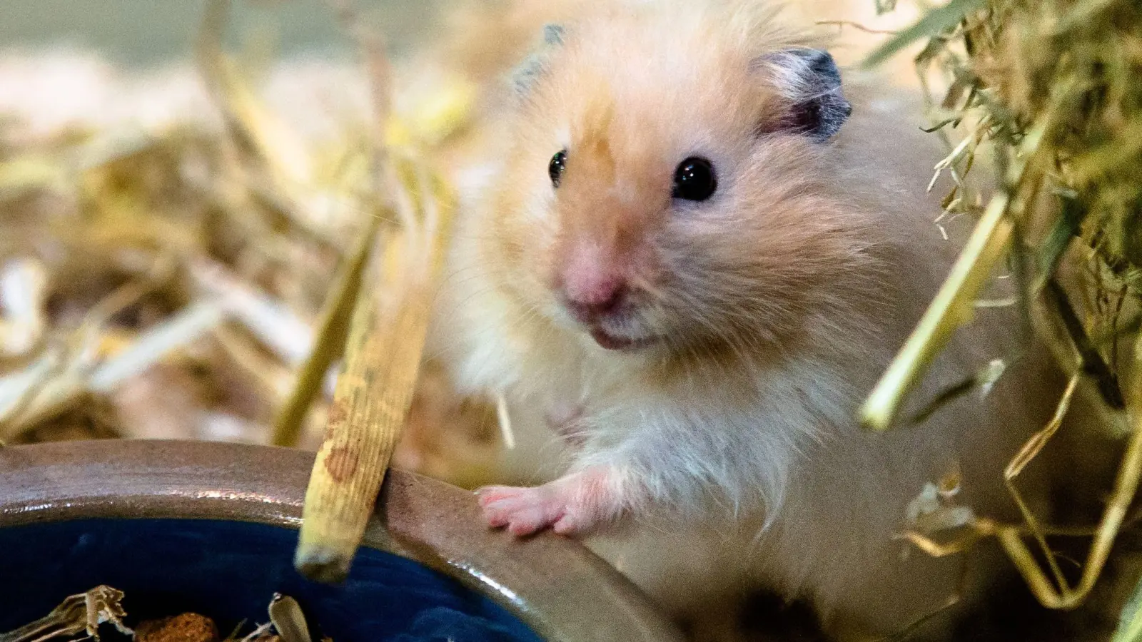 Wer seinem Goldhamster (Mesocricetus auratus) auch mal Freilauf bieten will, muss richtig aufpassen: Er passt durch kleinste Löcher. (Foto: Markus Scholz/dpa-tmn)