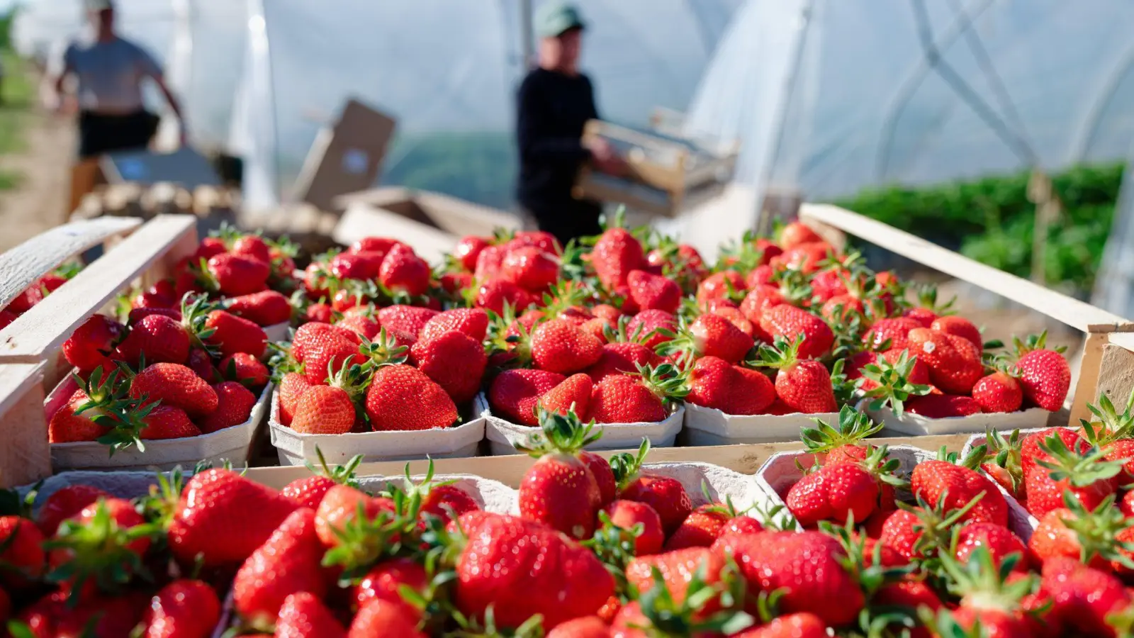 Verbraucher können aktuell besonders günstig Erdbeeren kaufen. (Archivbild) (Foto: Uwe Anspach/dpa)