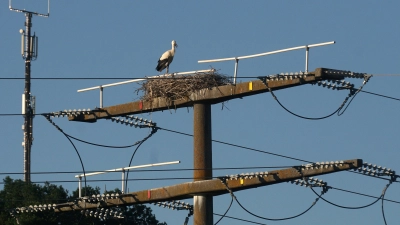 Die Störche und ihr Nachwuchs leben hoch-spannend und gefährlich. Denn berührt etwa ein Flügel oder der Schnabel die Leitung, kann das tödlich enden. (Foto: Heinz Wraneschitz)
