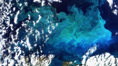 Plankton, aufgenommen vom Satelliten Envisat am 20.08.2009 im Norden Europas(Archivfoto) (Foto: picture alliance / dpa)