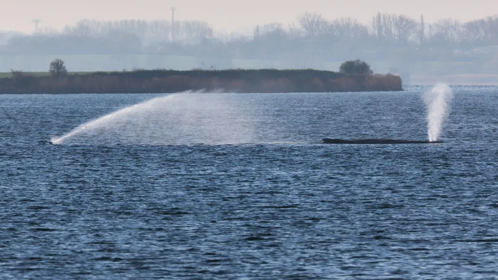 Der Buckelwal liegt am frühen Vormittag noch immer auf einer Sandbank vor der Insel Poel.  (Foto: Marcus Golejewski/dpa)