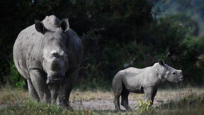 Nashorn-Nachwuchs im Akagera-Nationalpark in Ruanda. (Foto: Drew Bantlin/African Parks/dpa)