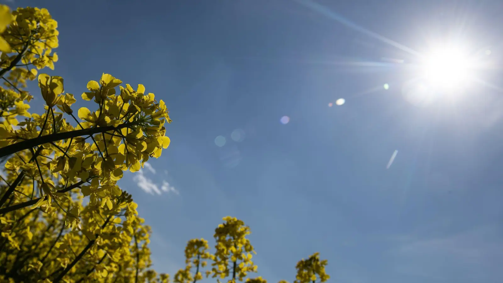 Die Sonne scheint zum Wochenstart fast im gesamten Freistaat. (Symbolbild) (Foto: Swen Pförtner/dpa)