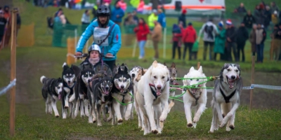 Mit 20 Hunden war Pierre Lachnit unterwegs - die höchste Anzahl an Hunden, die einen Schlitten gezogen haben. (Foto: René Chlopotowski)