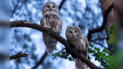 In Nordostbayern läuft ein Wiederansiedlungsprojekt für Wildkäuze. Nun hat ein Vogelpaar Nachwuchs. (Handout) (Foto: -/Moritz Häusler/dpa)
