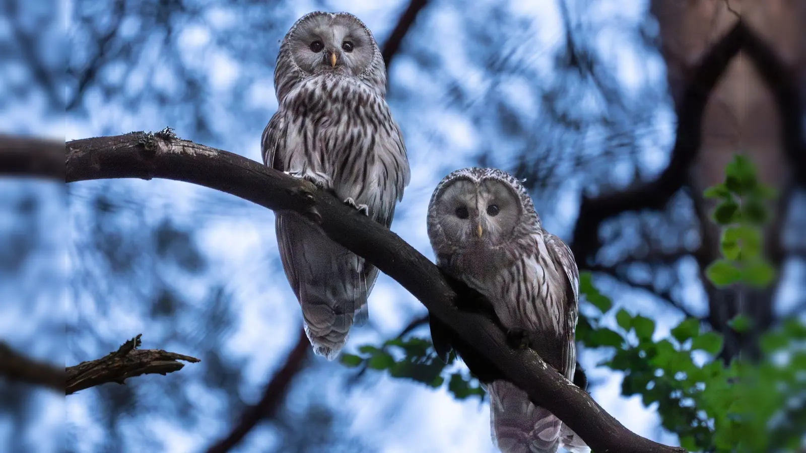 In Nordostbayern läuft ein Wiederansiedlungsprojekt für Wildkäuze. Nun hat ein Vogelpaar Nachwuchs. (Handout) (Foto: -/Moritz Häusler/dpa)