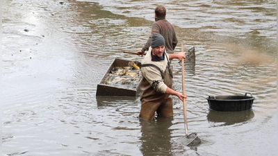 Den Auftakt der Fischerntewoche in Dinkelsbühl bildet das Abfischen des Rothenburger Weihers. (Foto: Martina Haas)