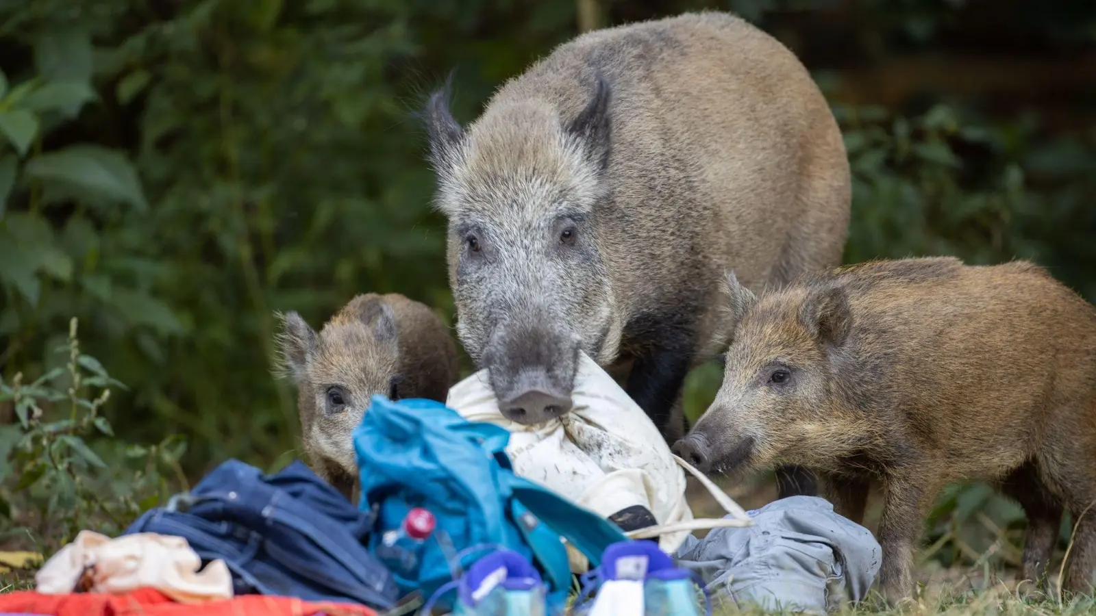 Wenn Wildschweine auf Hinterlassenschaften von Menschen treffen, kann das die Verbreitung der Afrikanischen Schweinepest fördern. (Foto: Ingolf König-Jablonski/dpa)