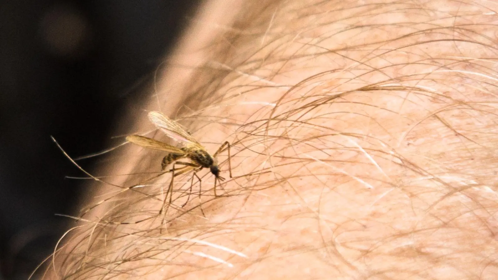 Mücken können nicht nur Krankheiten übertragen - sie können sich beim Stich auch erst infizieren und Viren dann an andere Menschen weitergeben. (Foto: Christin Klose/dpa-tmn)