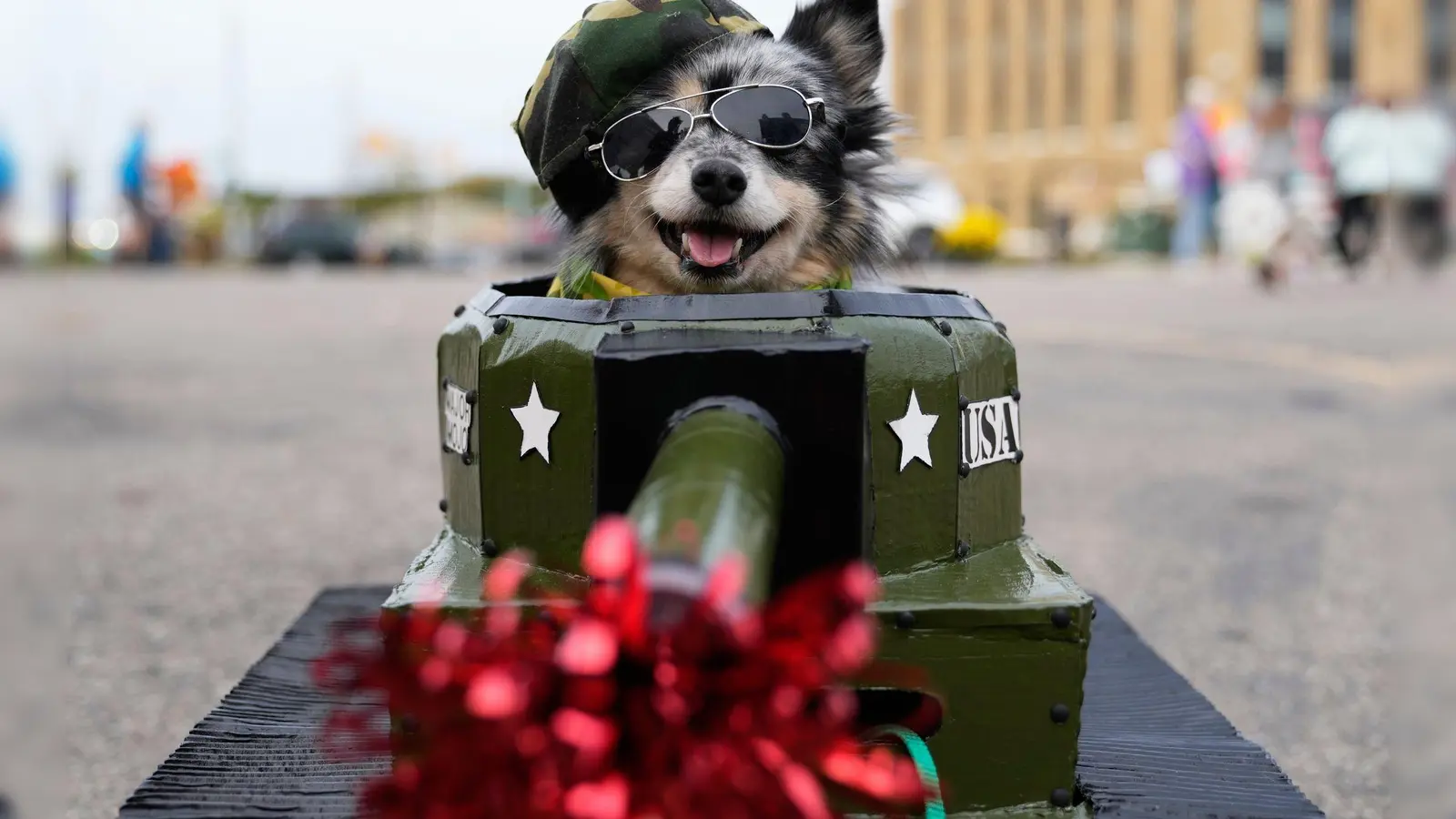 Mojo, der Hund im Panzerkostüm, macht sich bereit für den Halloween-Einsatz – Leckerlis statt Munition! (Foto: Ryan Sun/AP/dpa)