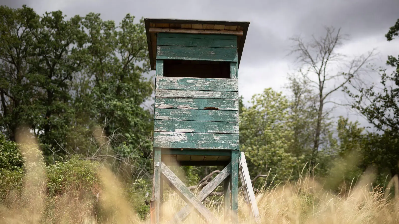 Von einem Hochsitz sichtet ein Jäger im nördlichen Rheinland-Pfalz ein größeres katzenartiges Tier. (Symbolbild) (Foto: Tim Würz/dpa)