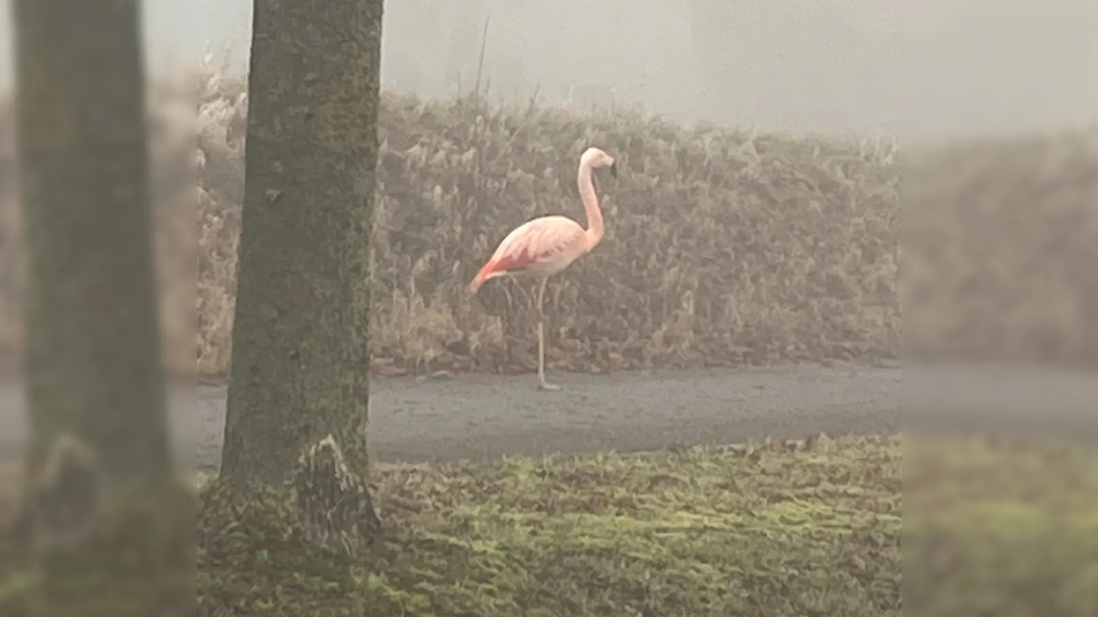 Auf einem Bein stand der Flamingo am Sonntag am Straßenrand bei Ulm.  (Foto: -/Polizeipräsidium Ulm/dpa)