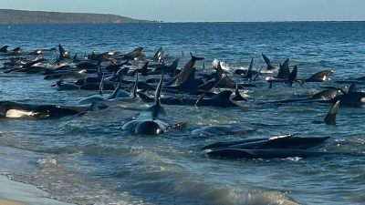Massenstrandung von Walen in Toby&#39;s Inlet in Westaustralien. (Foto: Supplied/PARKS AND WILDLIFE WESTERN AUSTRALIA/AAP/dpa)