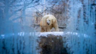 Ein Eisbär läuft bei winterlichen Temperaturen durch sein Gehege im Tierpark Hellabrunn in München.  (Foto: Peter Kneffel/dpa)