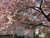 Rosa Blütentraum - gesehen am Klingentor in Rothenburg (Foto: Erwin Ebner)