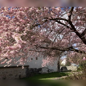 Rosa Blütentraum - gesehen am Klingentor in Rothenburg (Foto: Erwin Ebner)