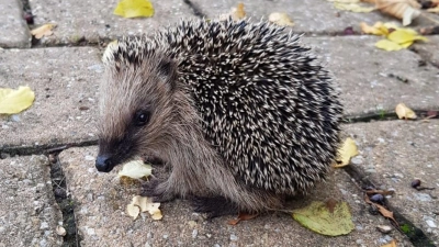 Igel auf Nahrungssuche - gesehen in Hechelbach. (Foto: Ingrid Schwarz)