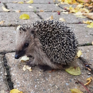 Igel auf Nahrungssuche - gesehen in Hechelbach. (Foto: Ingrid Schwarz)