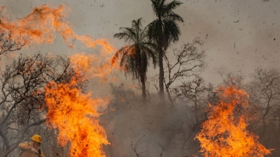 Feuer waren die Hauptursache für den großen Waldverlust. (Archivbild) (Foto: Diego Cardoso/dpa)