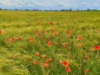 Farbenpracht am Wegesrand - gesehen bei Wettringen (Foto: Marianne Zanzinger)