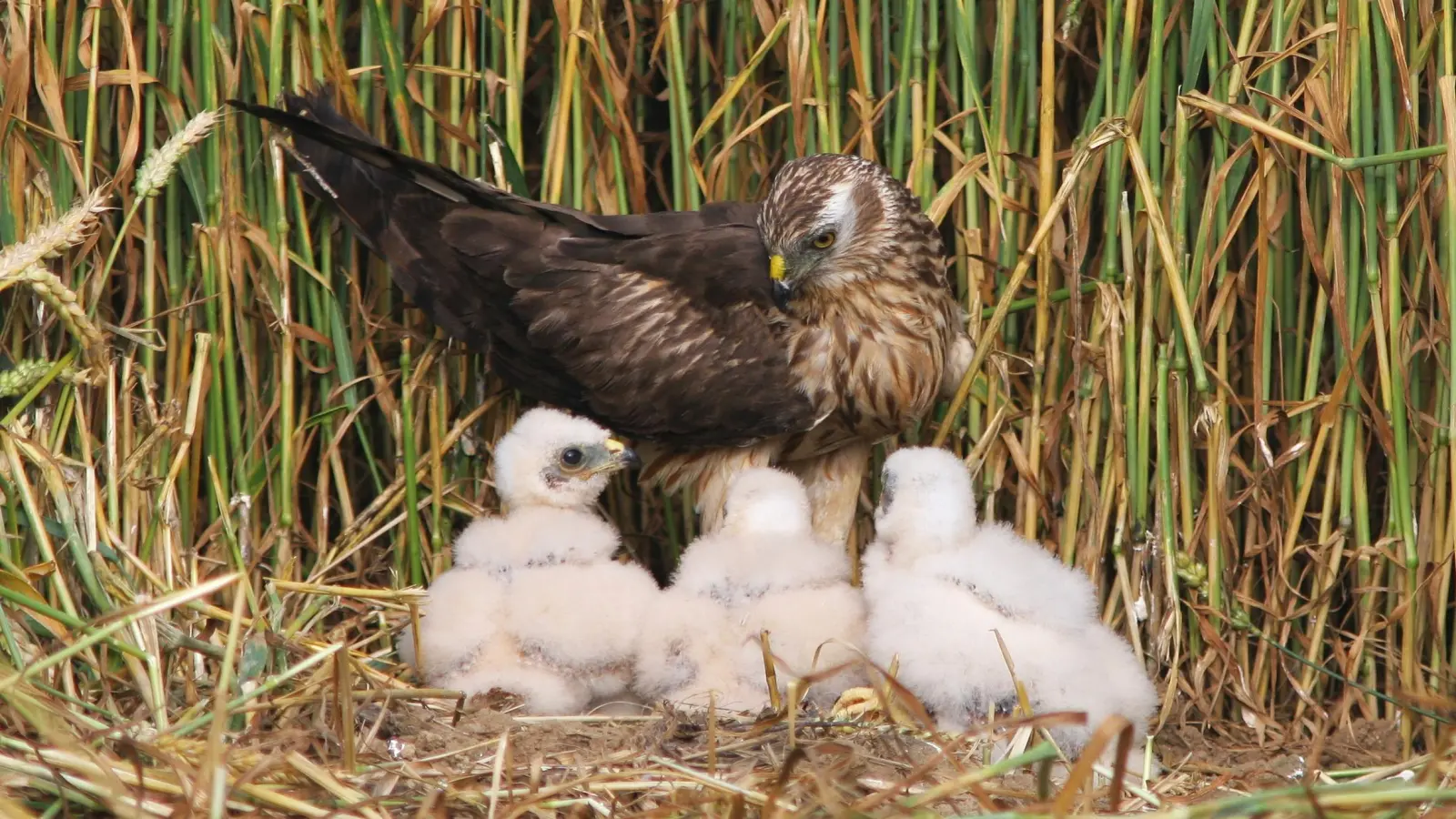 Ein Adlerhorst ist sicherer, doch die Wiesenweihe als ausgewiesener Steppenvogel brütet in der Offenlandschaft auf dem Boden. Zwei Freiwillige im Landkreis suchen in vielen Stunden Arbeit die Nistplätze, um sie zu schützen. Hilfe wäre dabei hoch willkommen. (Foto: Zdenek Tunka/LBV)