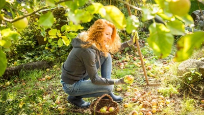 Eine Frau begutachtet einen heruntergefallenen Apfel. Hat er nur eine Schramme oder Druckstelle, ist er noch essbar. Bei faulen Stellen, muss er entsorgt werden. (Foto: Christin Klose/dpa-tmn)